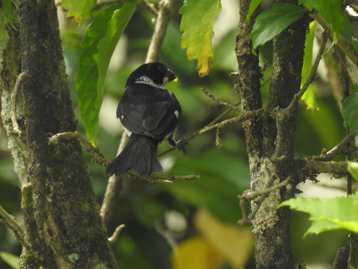 Variable Seedeater (Variable) - ML638228051