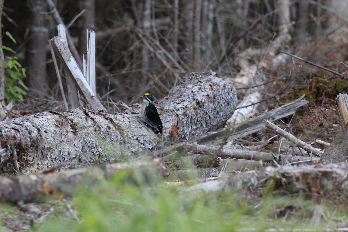 Black-backed Woodpecker - ML638228067