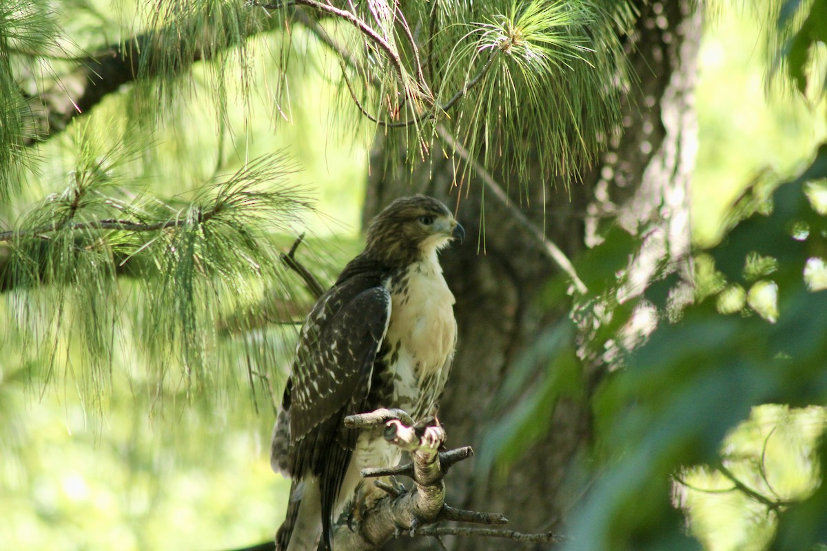 Red-tailed Hawk - ML638228070