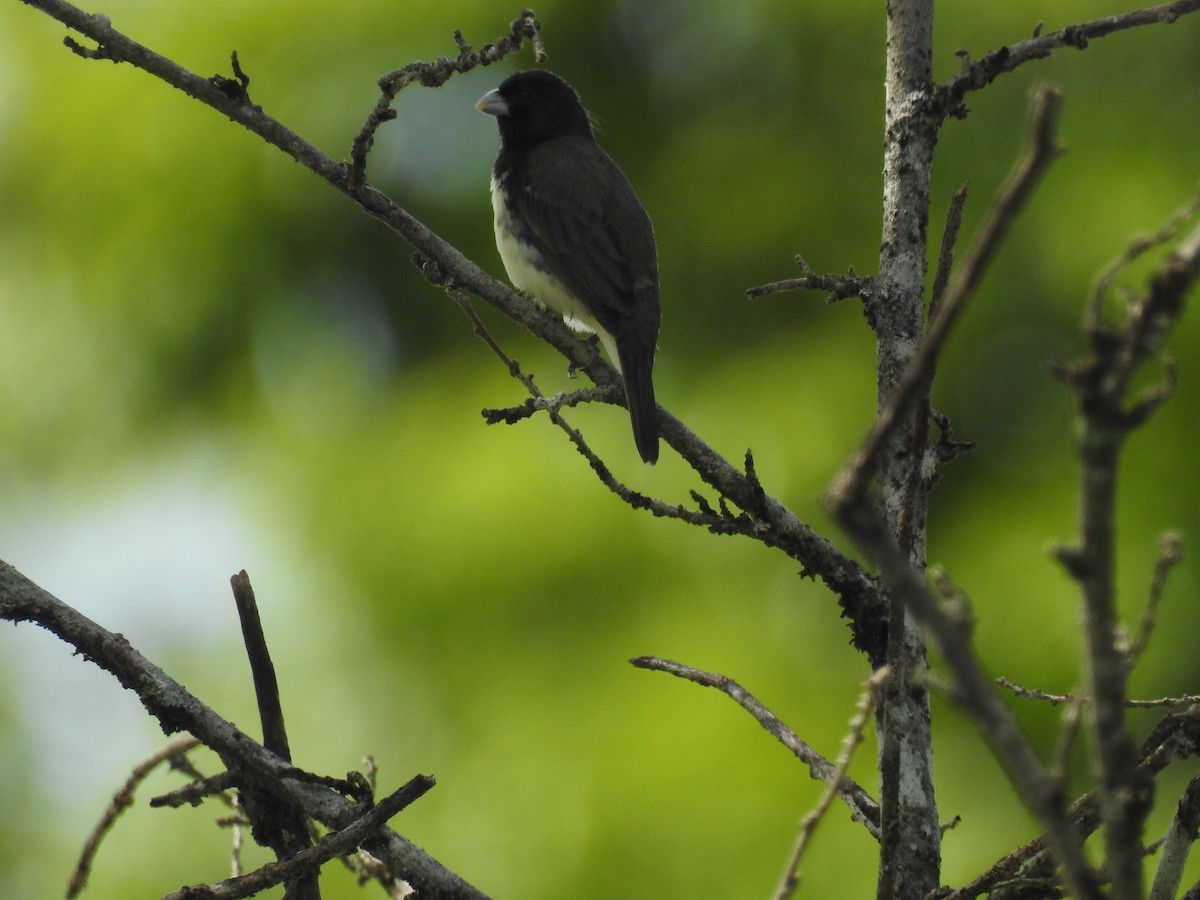 Yellow-bellied Seedeater - ML638228072