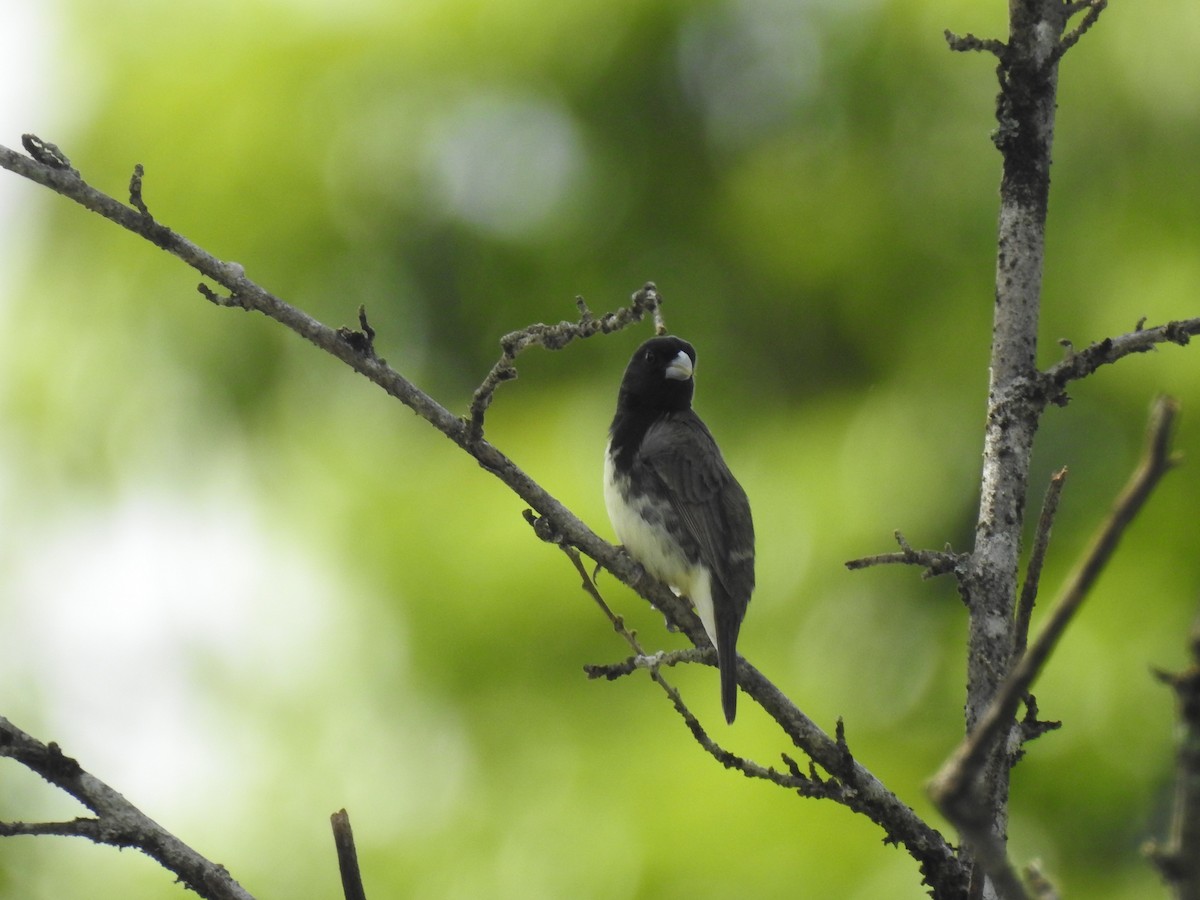 Yellow-bellied Seedeater - ML638228073