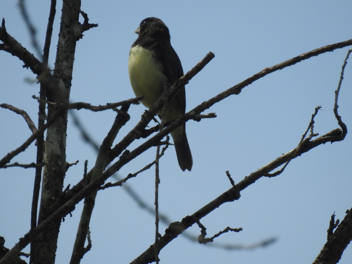 Yellow-bellied Seedeater - ML638228074