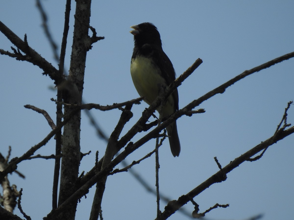Yellow-bellied Seedeater - ML638228075