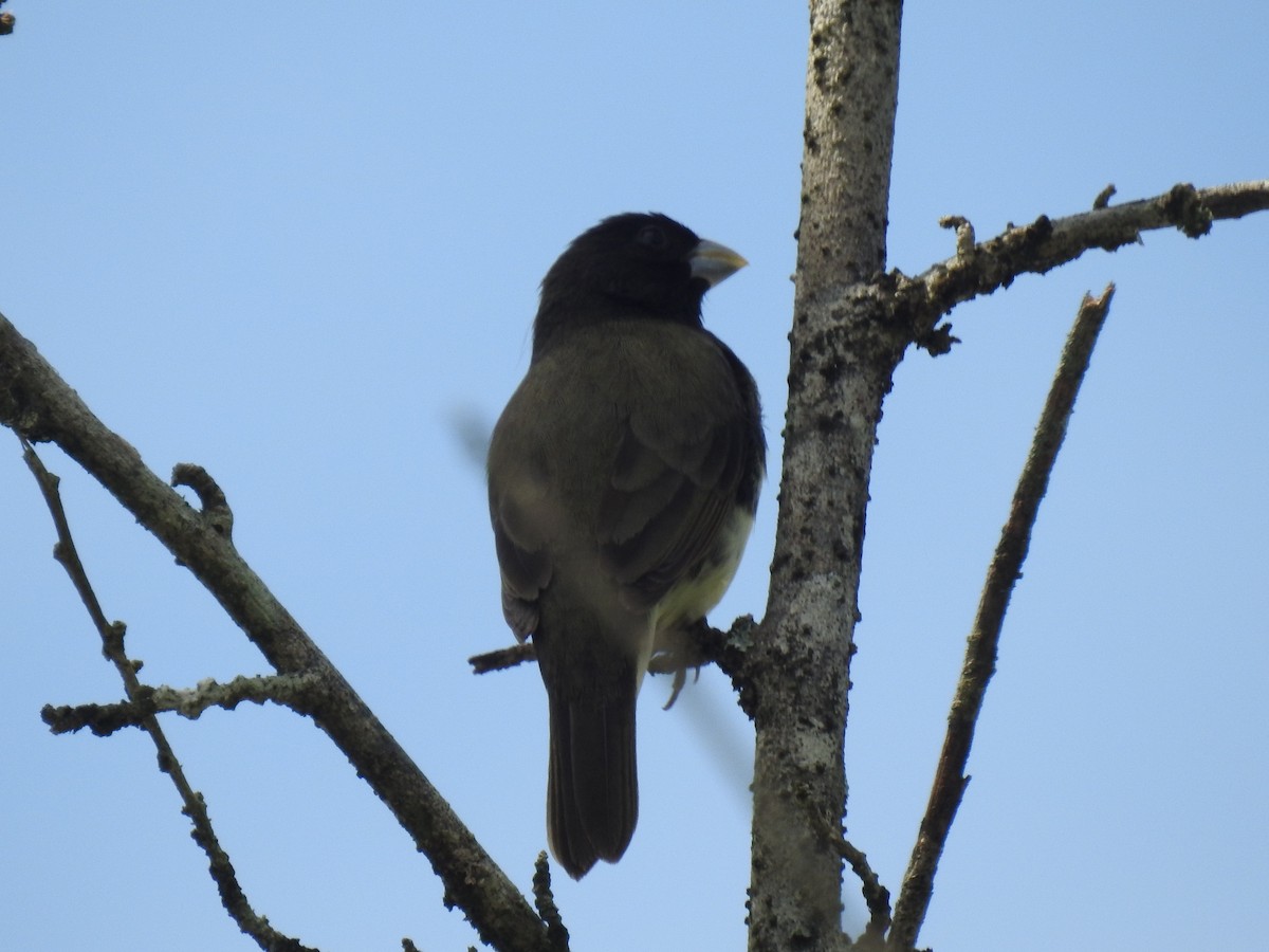 Yellow-bellied Seedeater - ML638228076