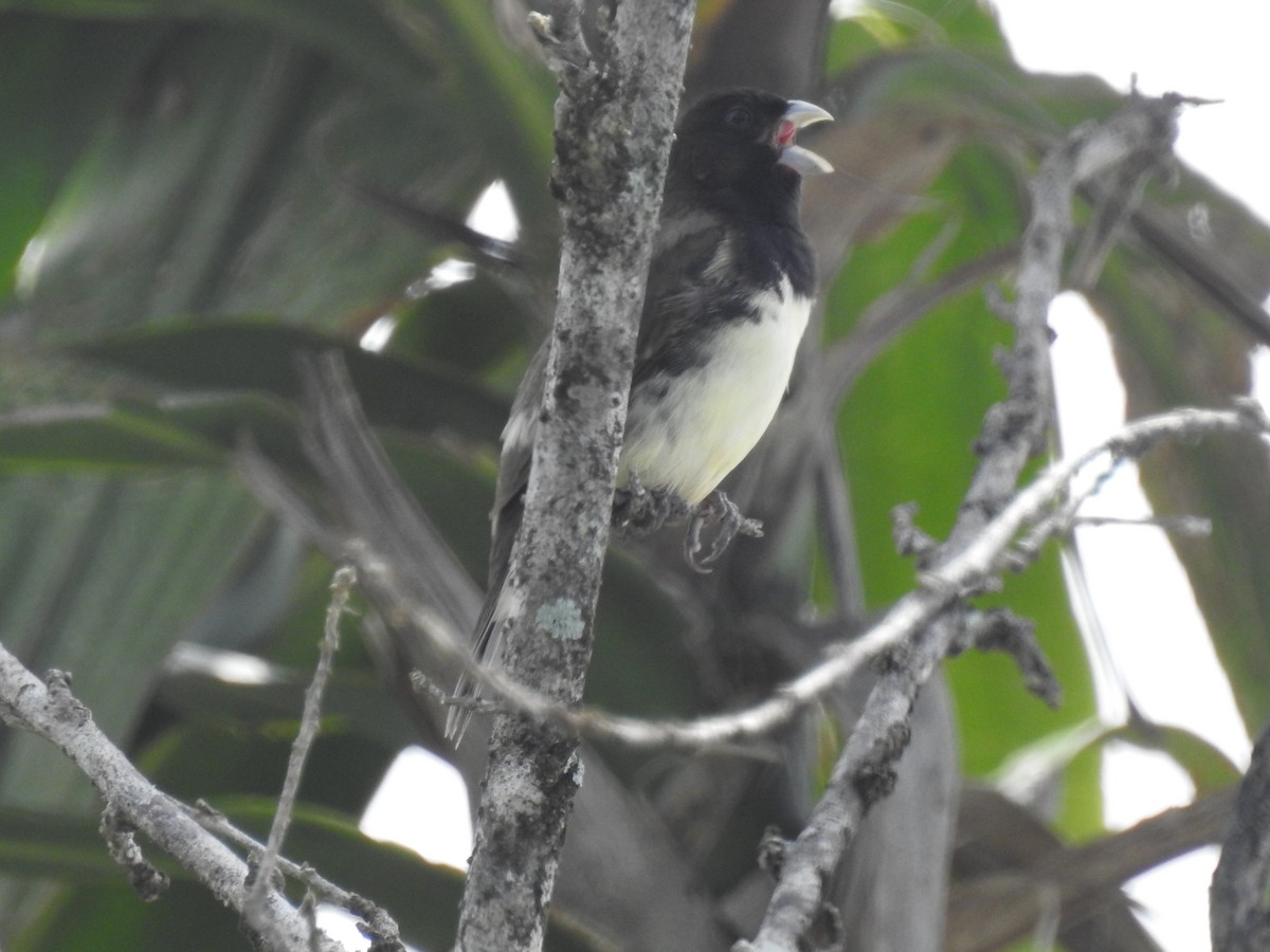 Yellow-bellied Seedeater - ML638228077