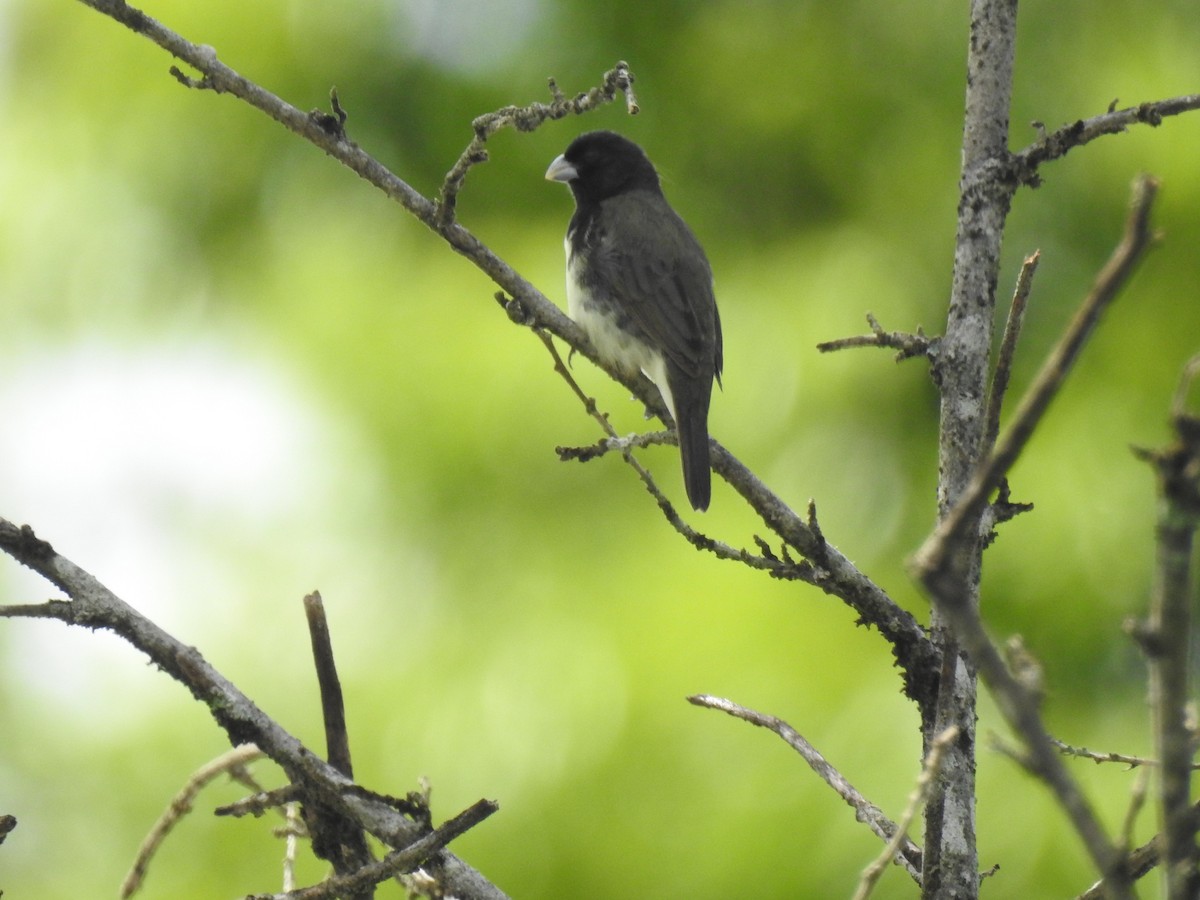 Yellow-bellied Seedeater - ML638228078