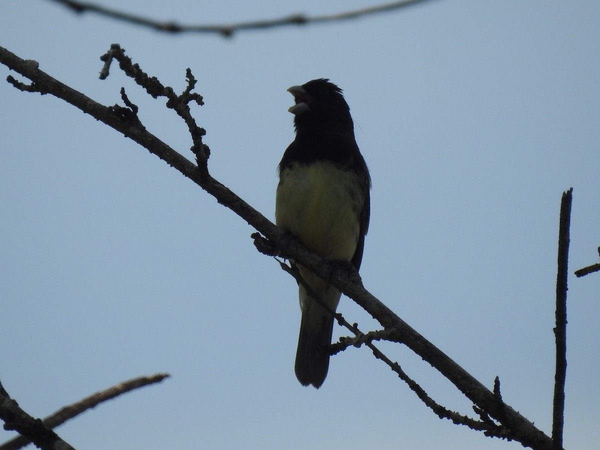 Yellow-bellied Seedeater - ML638228079