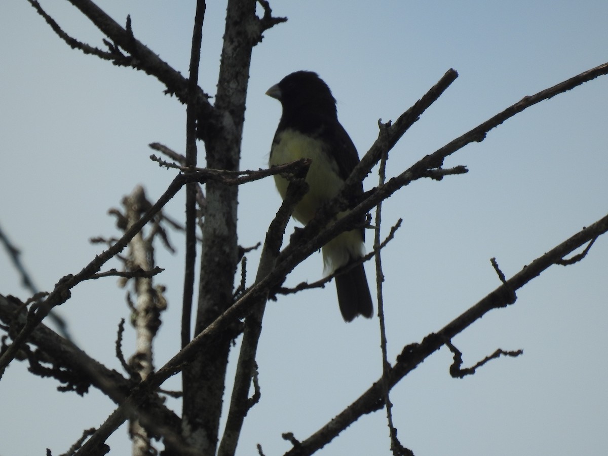 Yellow-bellied Seedeater - ML638228080