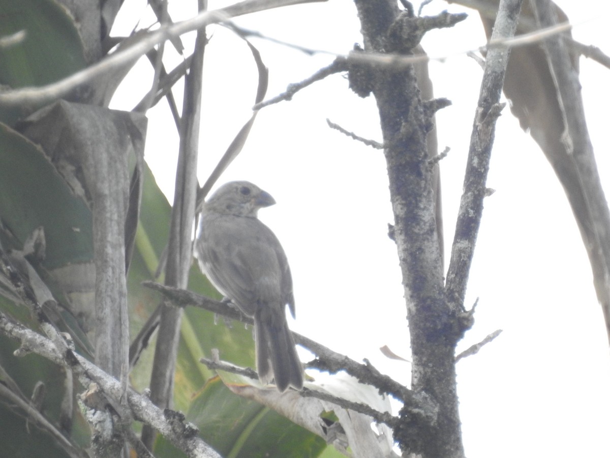 Yellow-bellied Seedeater - ML638228081