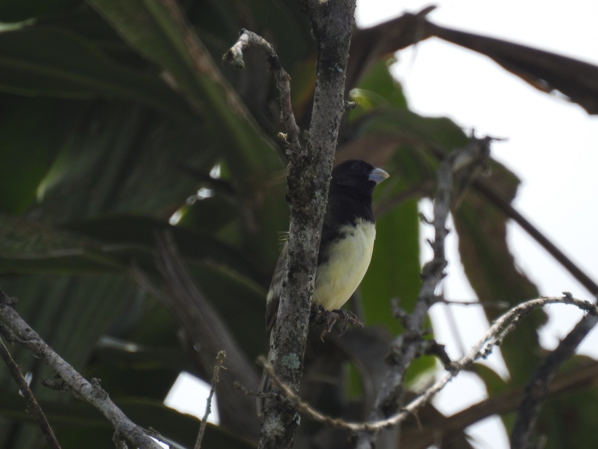 Yellow-bellied Seedeater - ML638228082