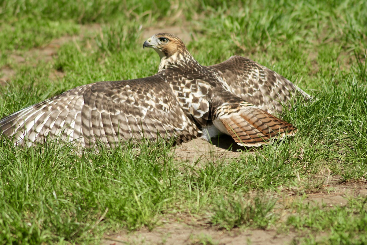 Red-tailed Hawk - ML638228085