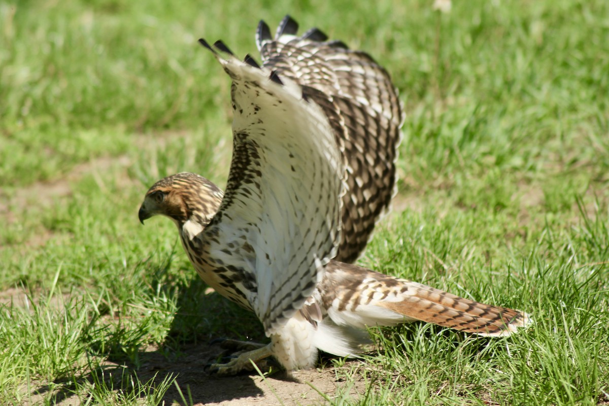 Red-tailed Hawk - ML638228093