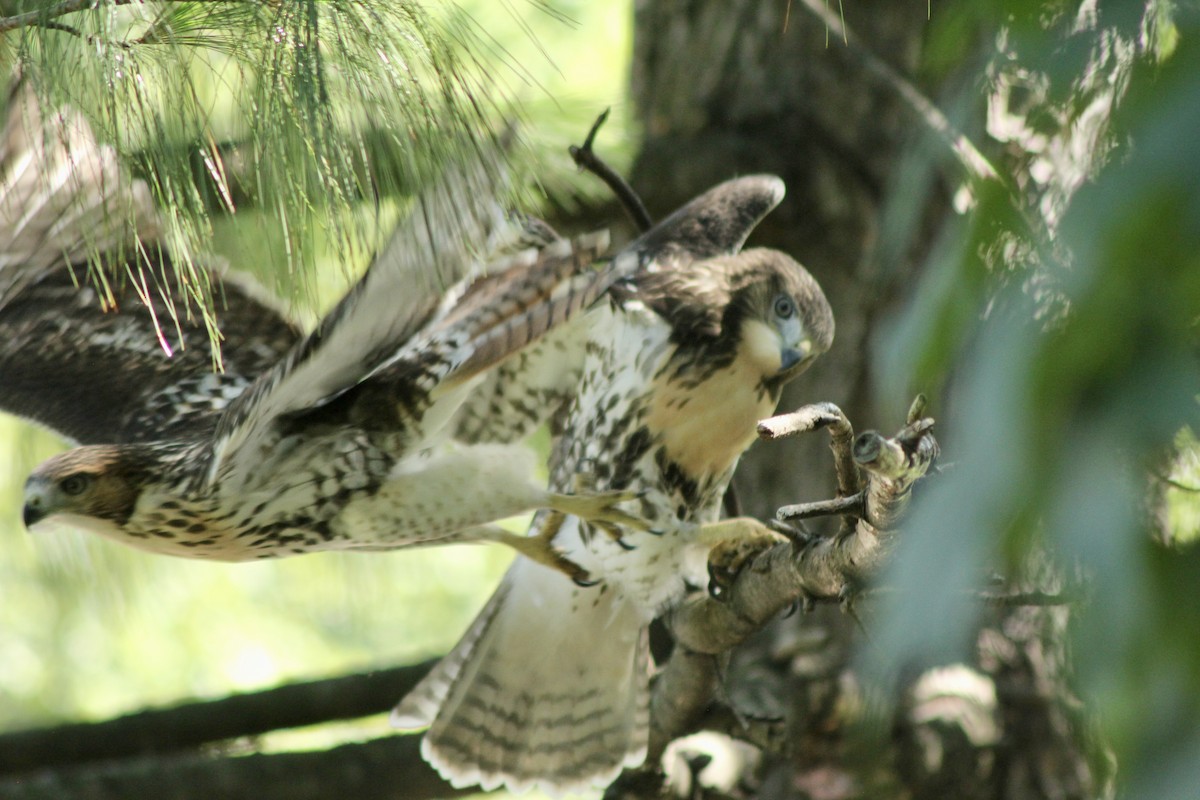 Red-tailed Hawk - ML638228099