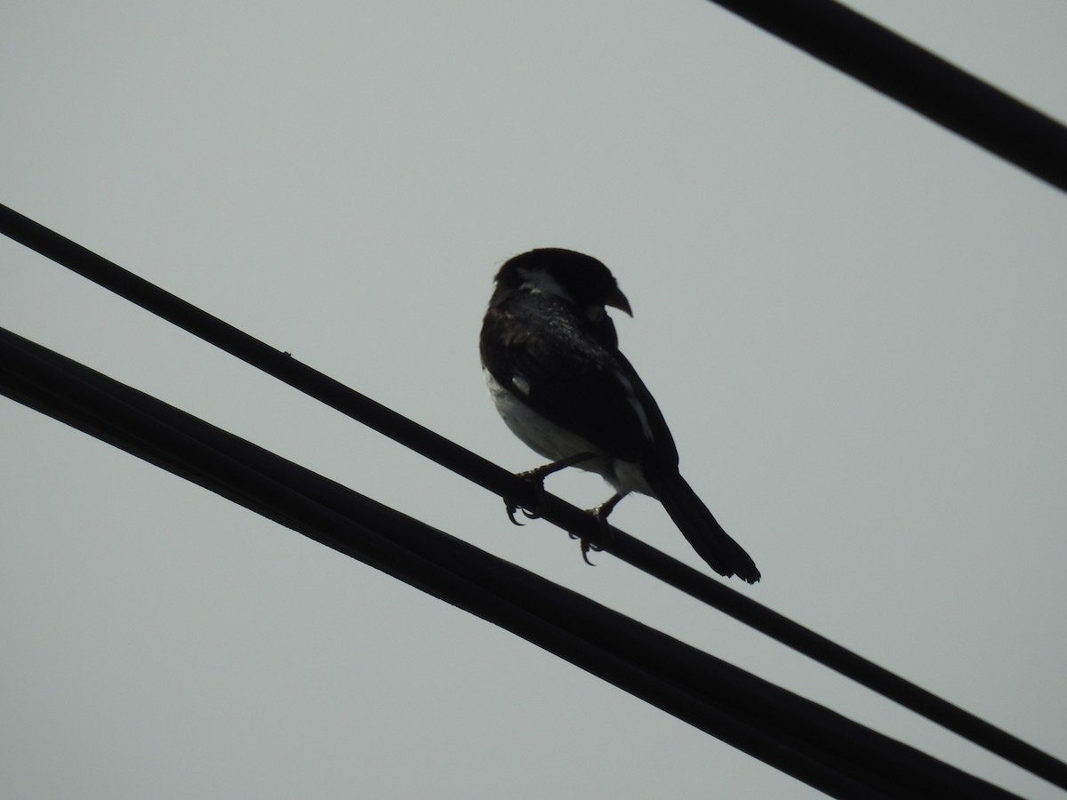 Variable Seedeater (Variable) - ML638228100