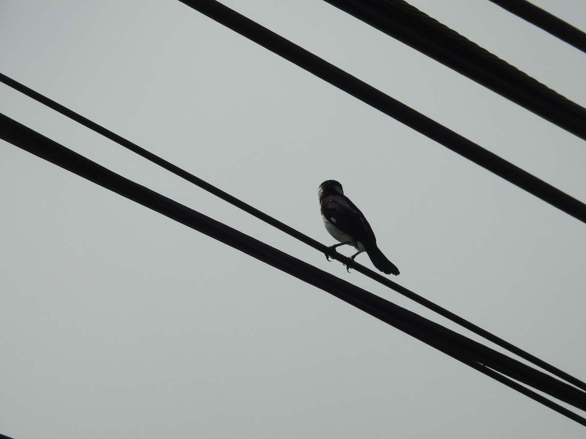 Variable Seedeater (Variable) - ML638228101
