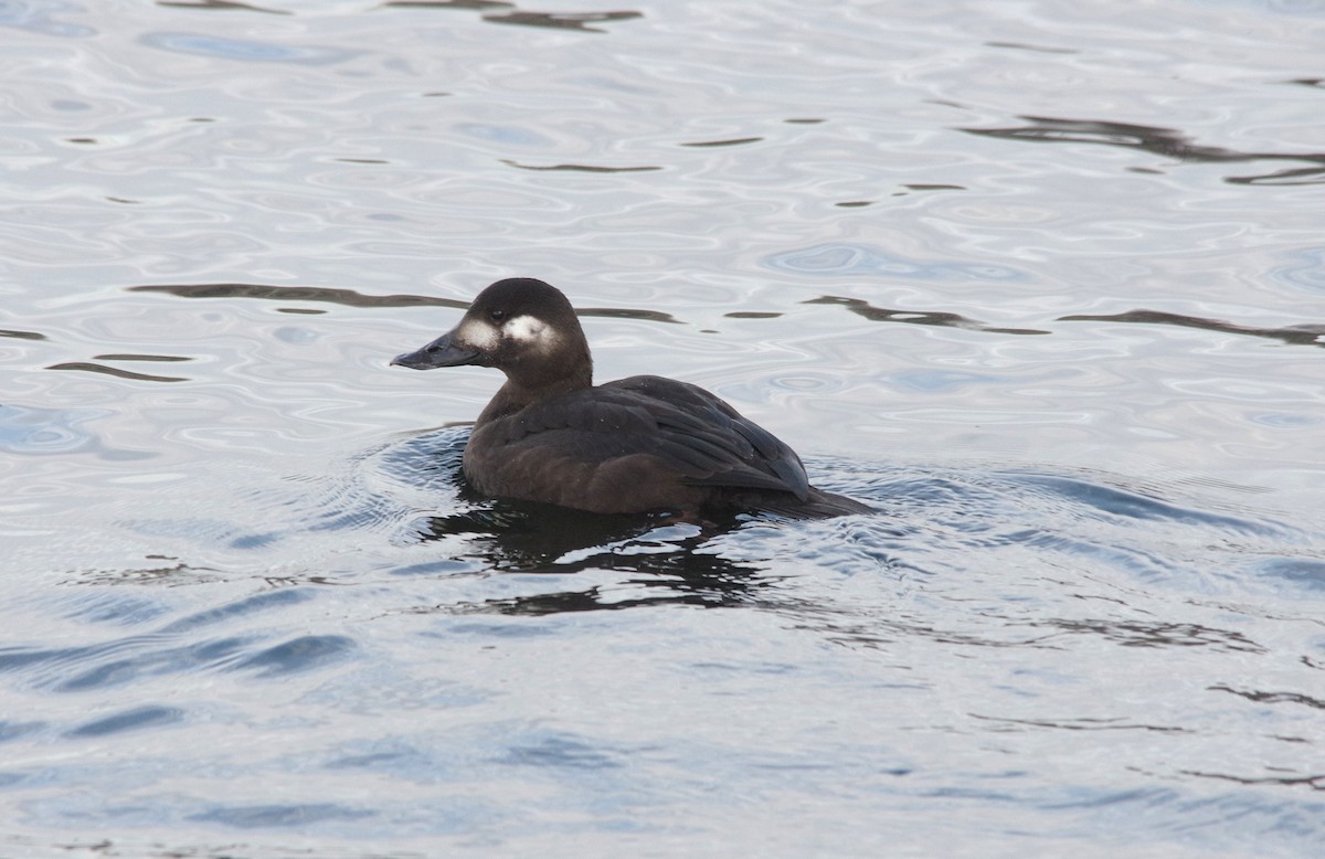 Velvet Scoter - ML638228111