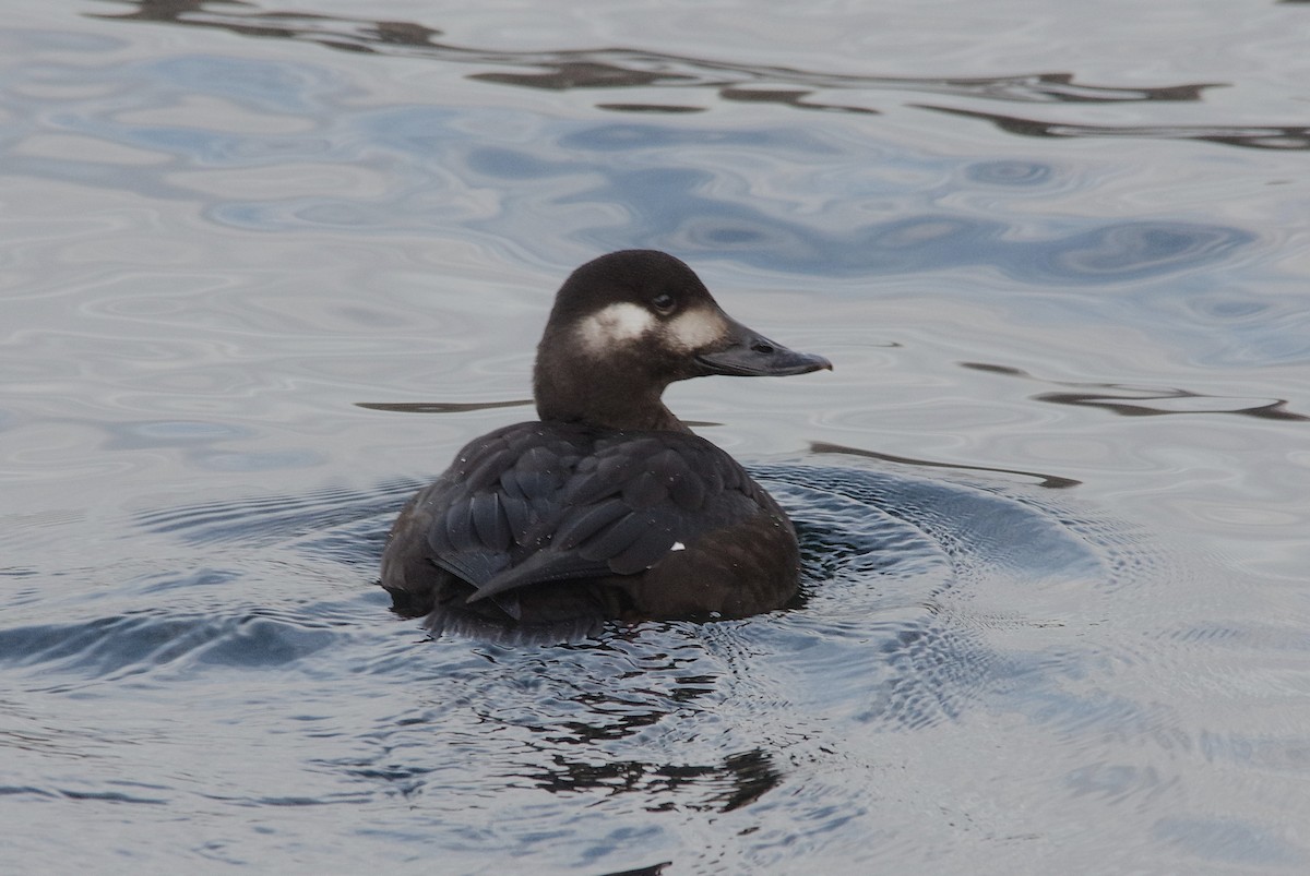 Velvet Scoter - ML638228117