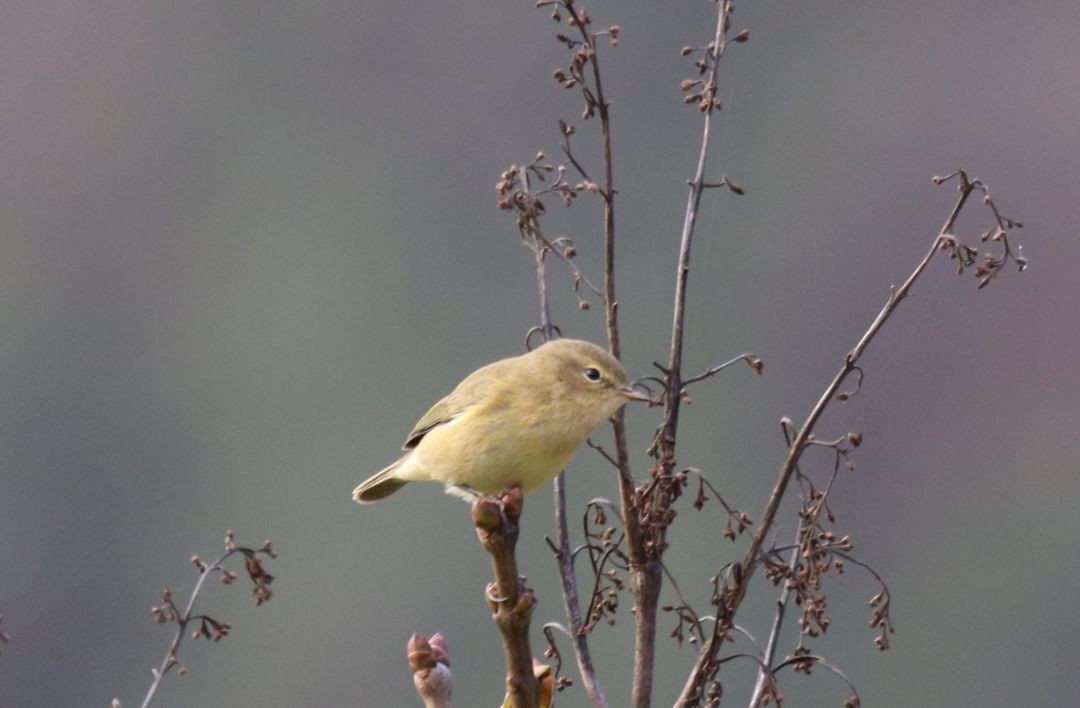Common Chiffchaff - ML638228118