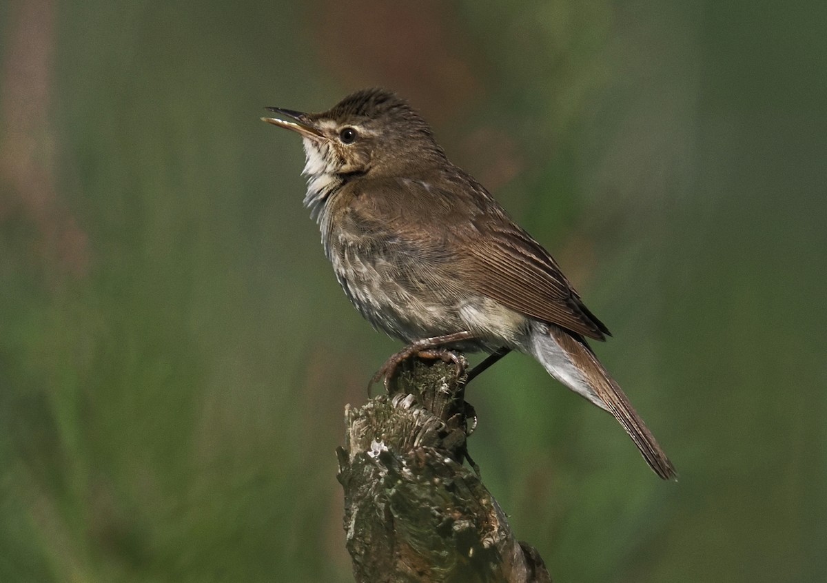 Blyth's Reed Warbler - ML638228121