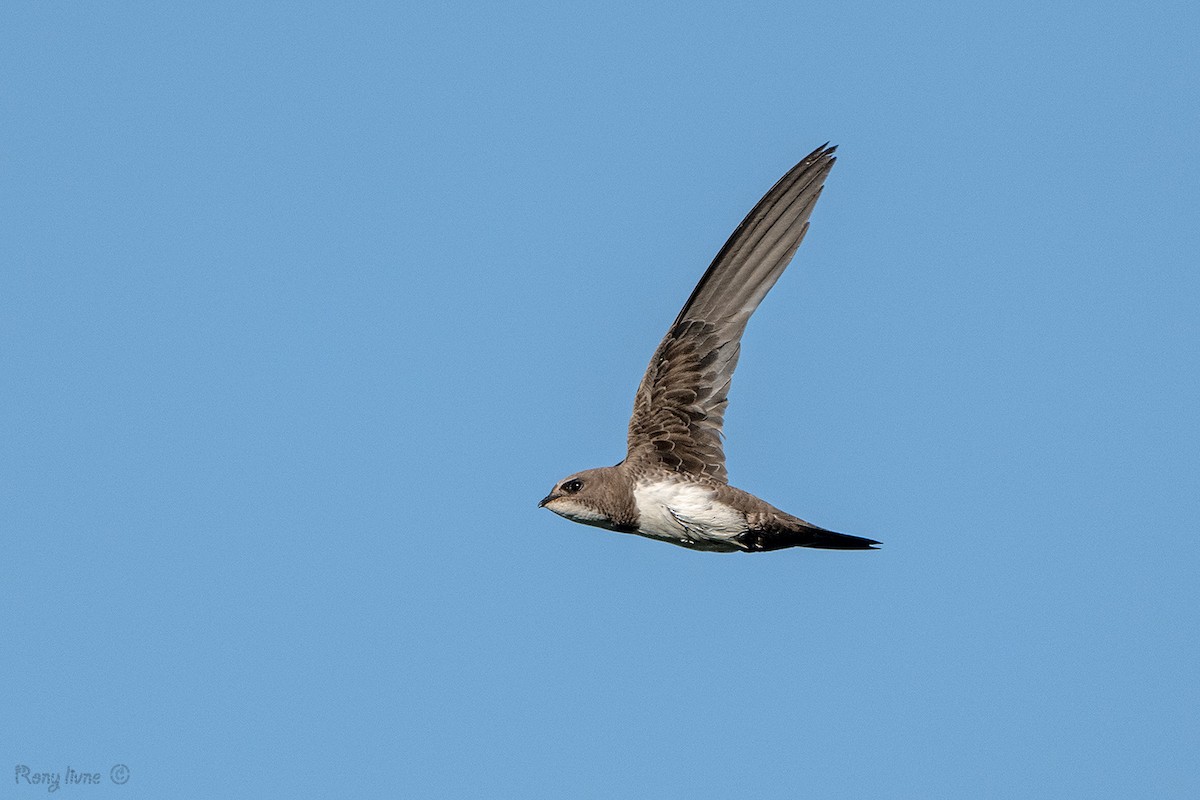 Alpine Swift - ML638228132