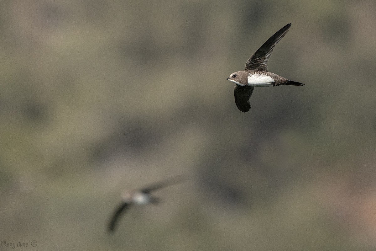 Alpine Swift - ML638228134