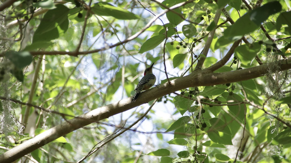 Red-bellied Woodpecker - ML638228144