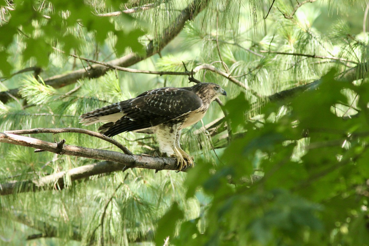 Red-tailed Hawk - ML638228145