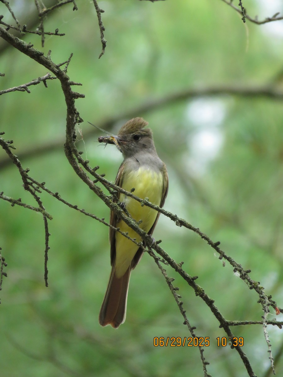 Great Crested Flycatcher - ML638228149
