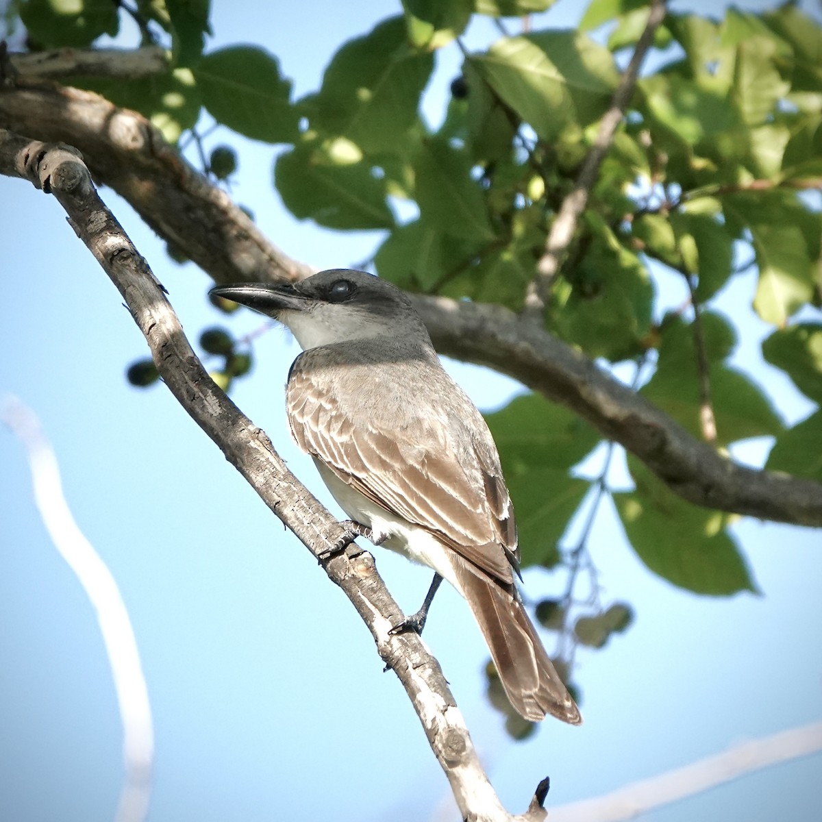 Gray Kingbird - ML638228161