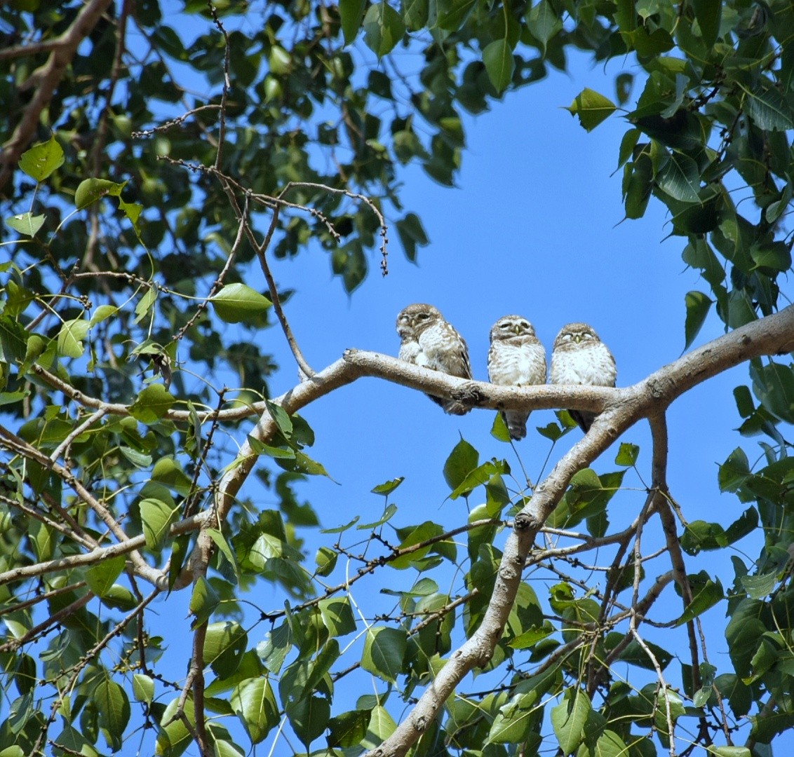 Spotted Owlet - ML638228165
