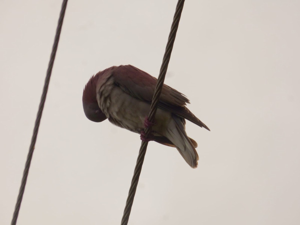 Pale-vented Pigeon - ML638228167