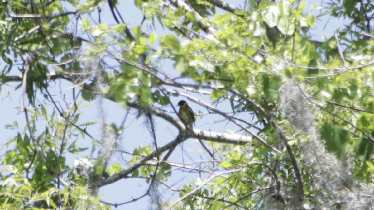 Cape May Warbler - ML638228175