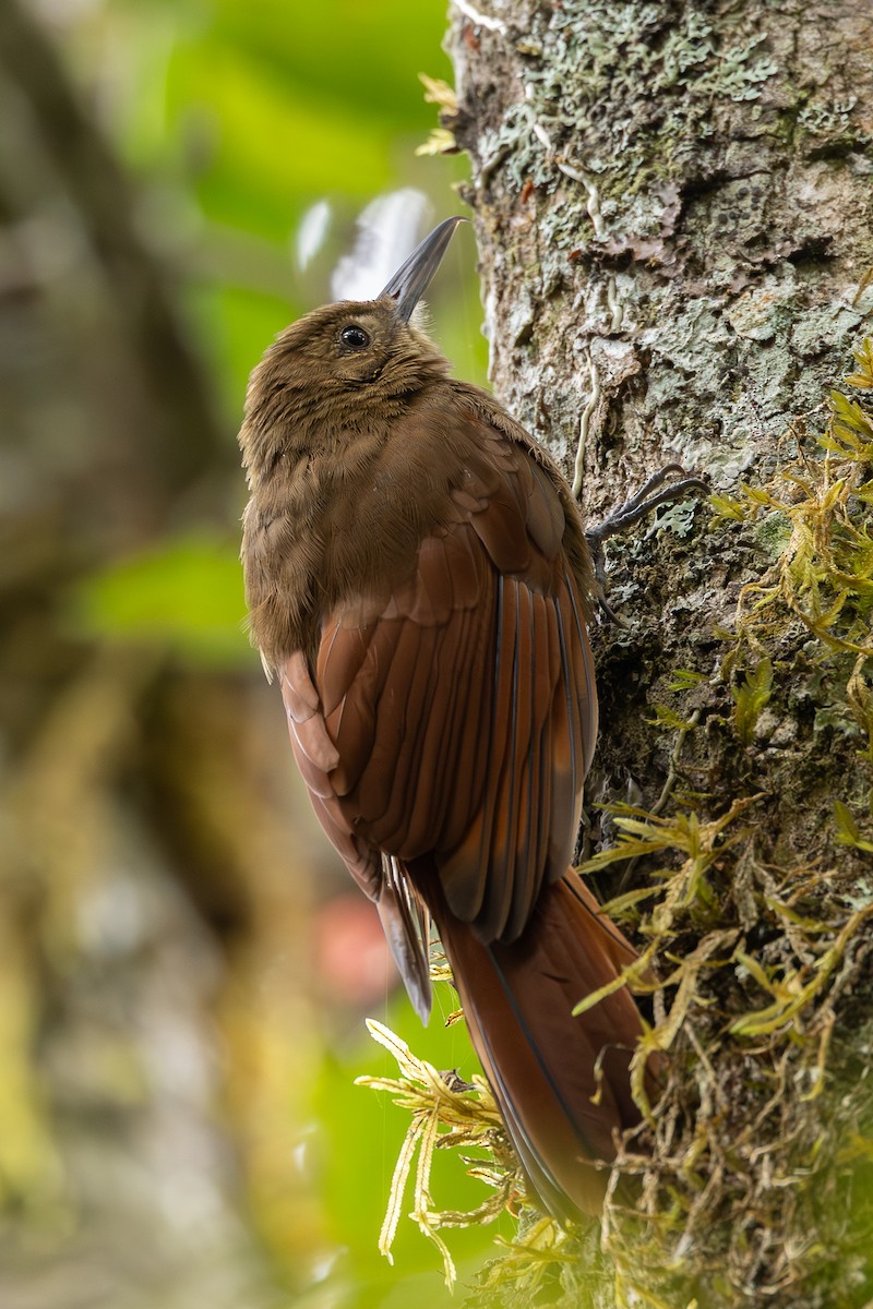 Tyrannine Woodcreeper - ML638228191