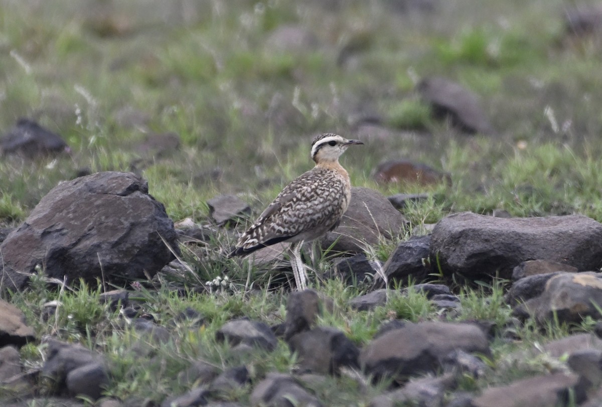 Indian Courser - ML638228220