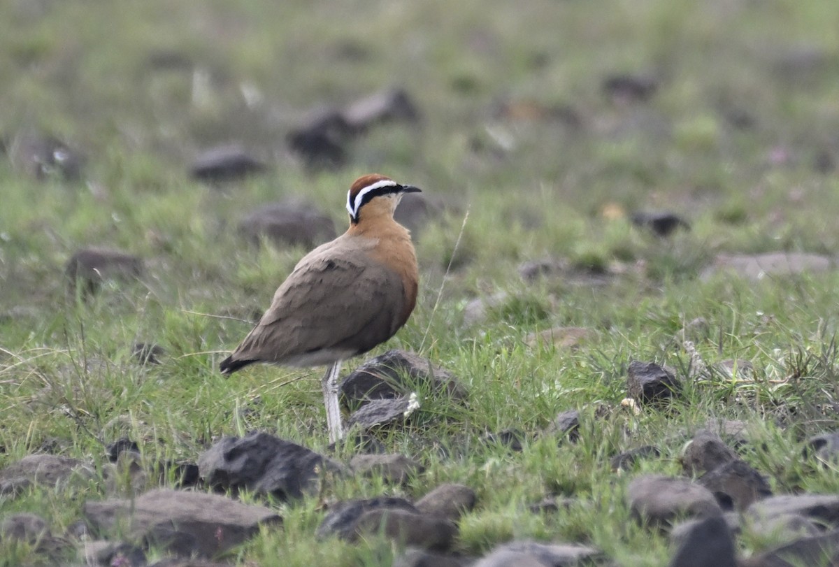 Indian Courser - ML638228221