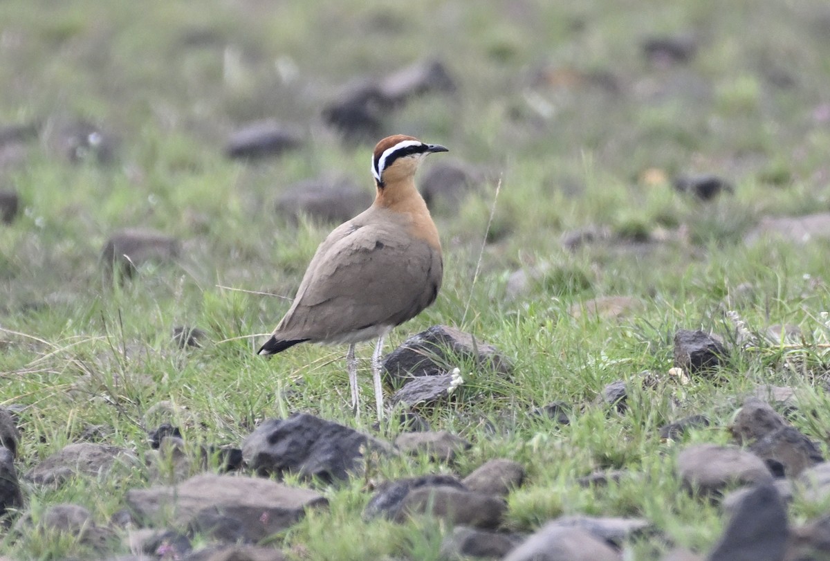 Indian Courser - ML638228222