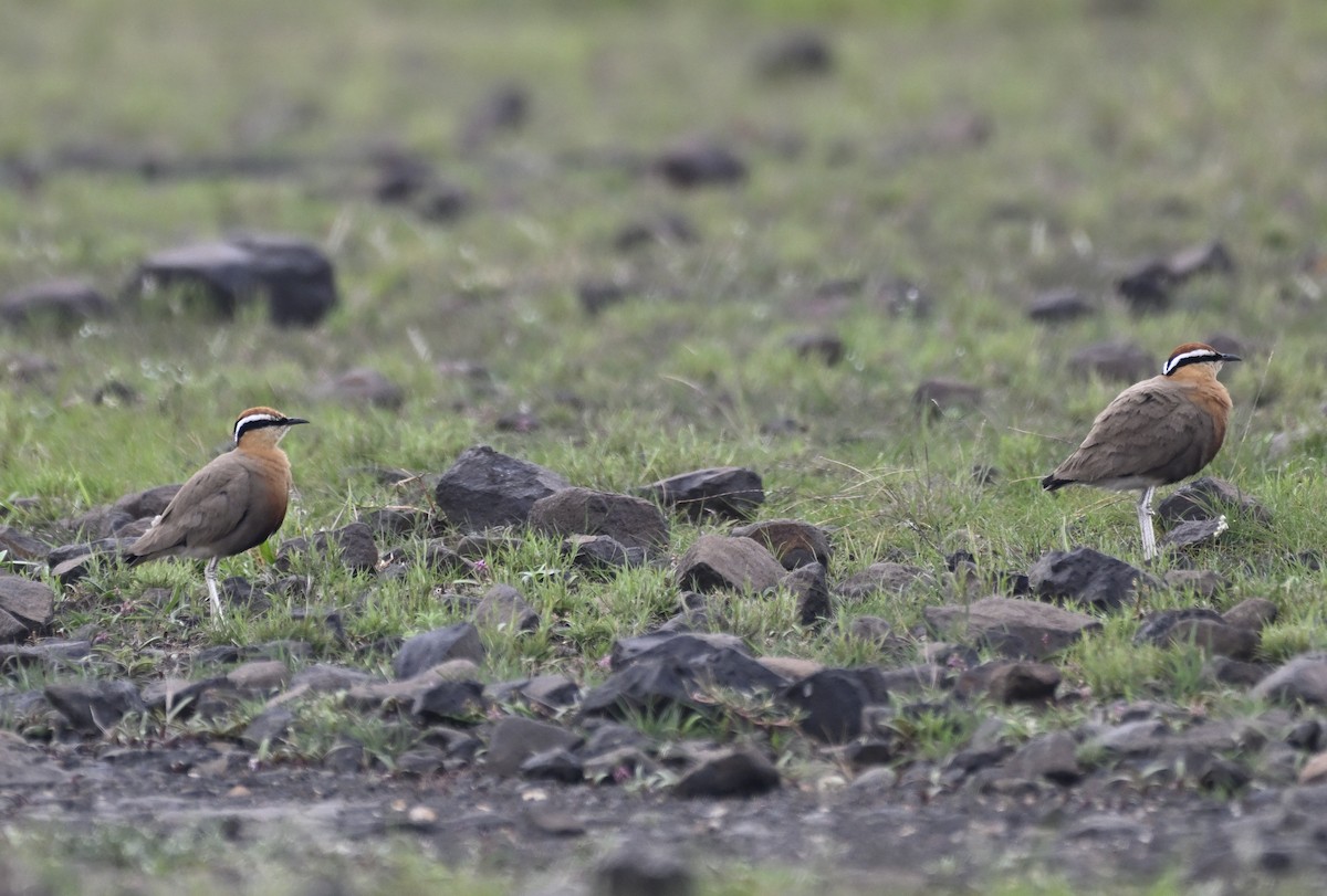 Indian Courser - ML638228223