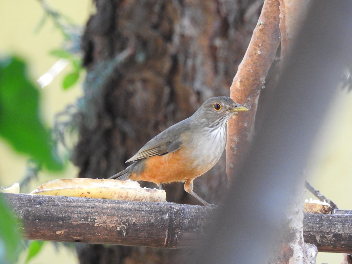 Rufous-bellied Thrush - ML638228227