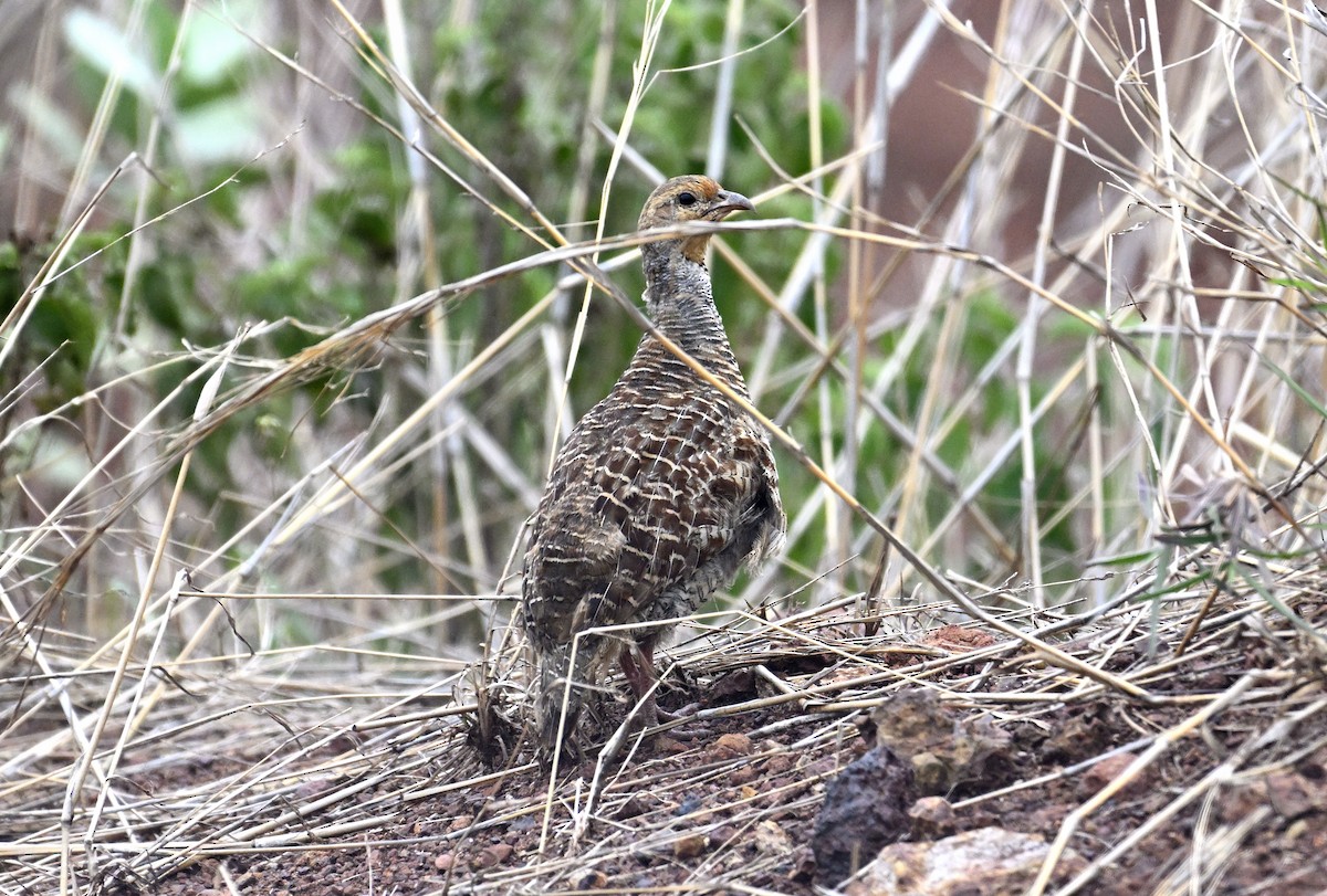 Gray Francolin - ML638228228
