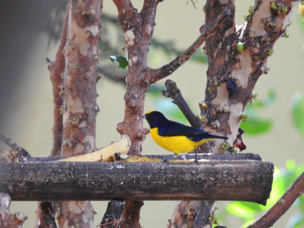 Purple-throated Euphonia - ML638228238