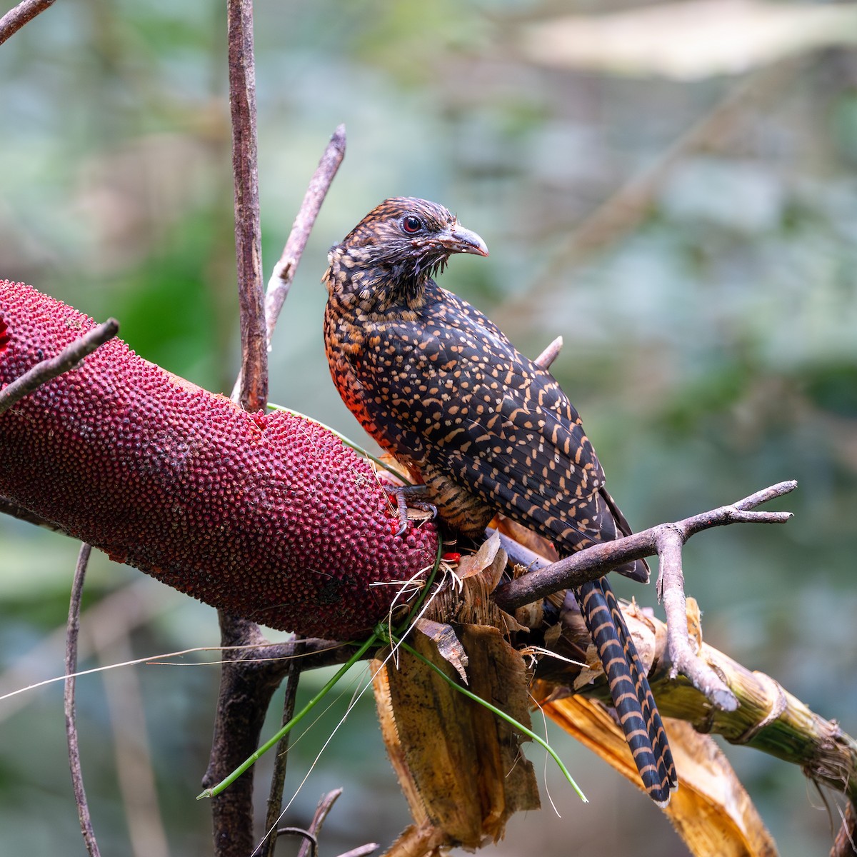 Pacific Koel - ML638228250