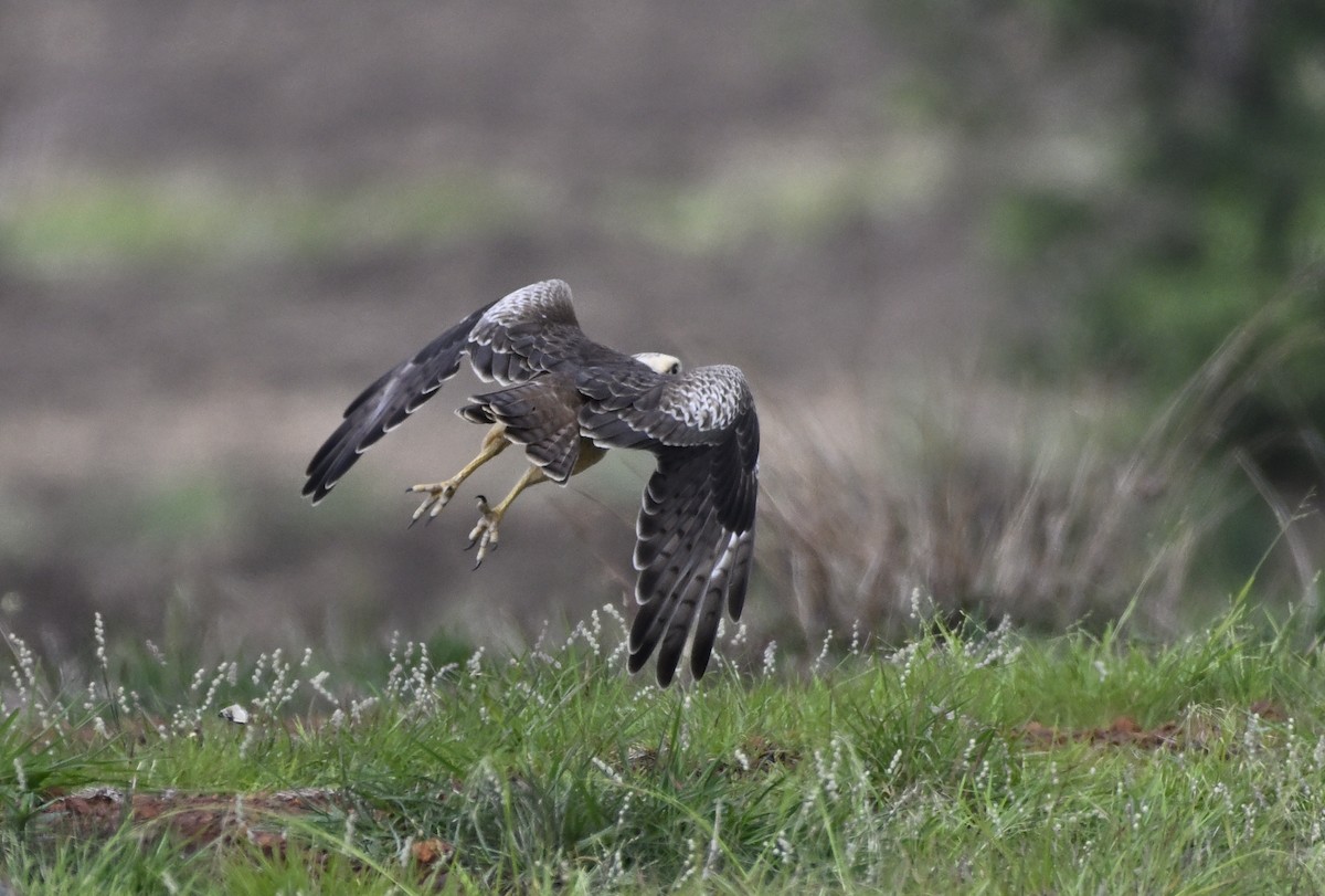White-eyed Buzzard - ML638228257