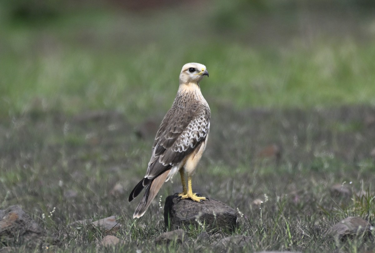 White-eyed Buzzard - ML638228258