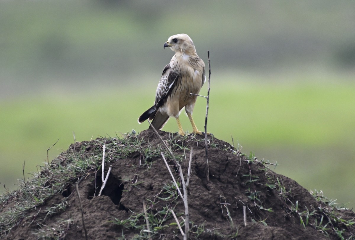 White-eyed Buzzard - ML638228259