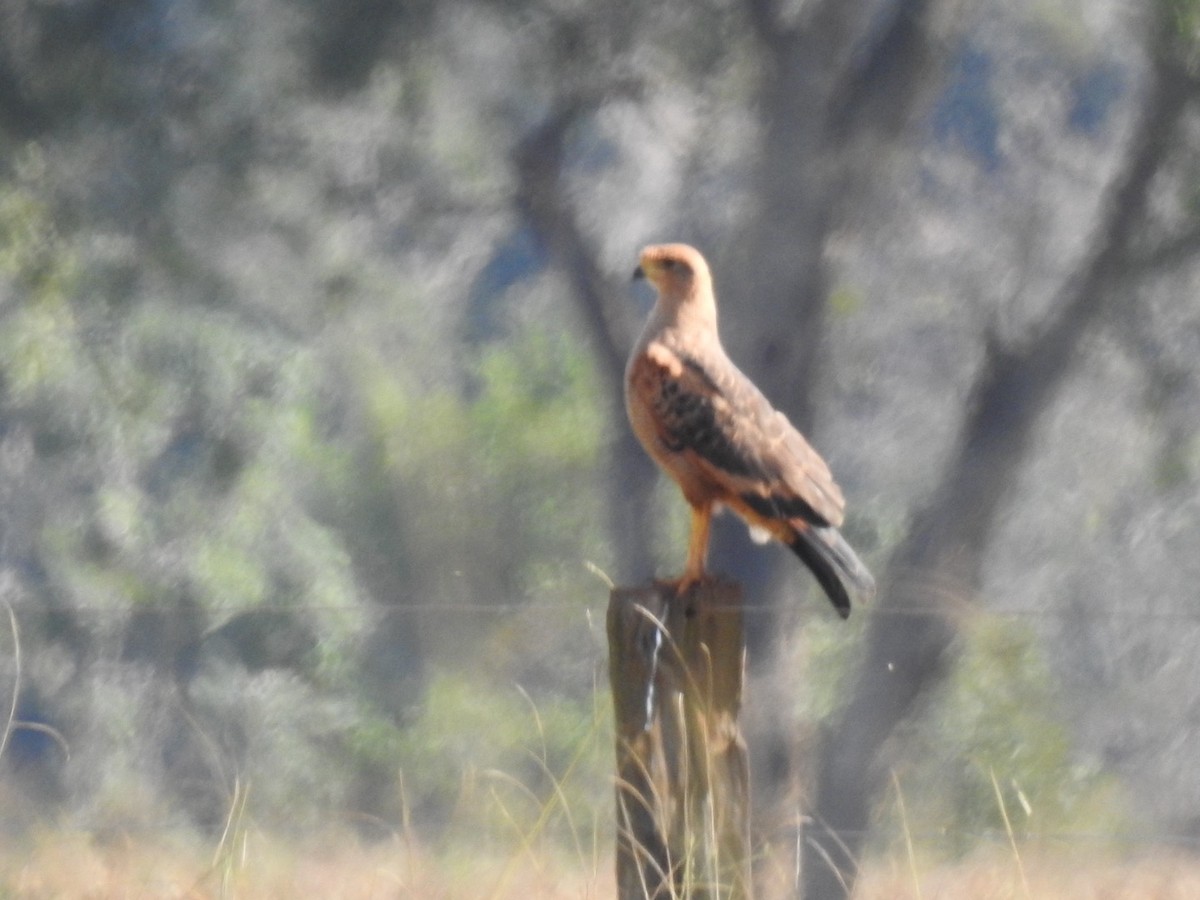 Savanna Hawk - ML638228277