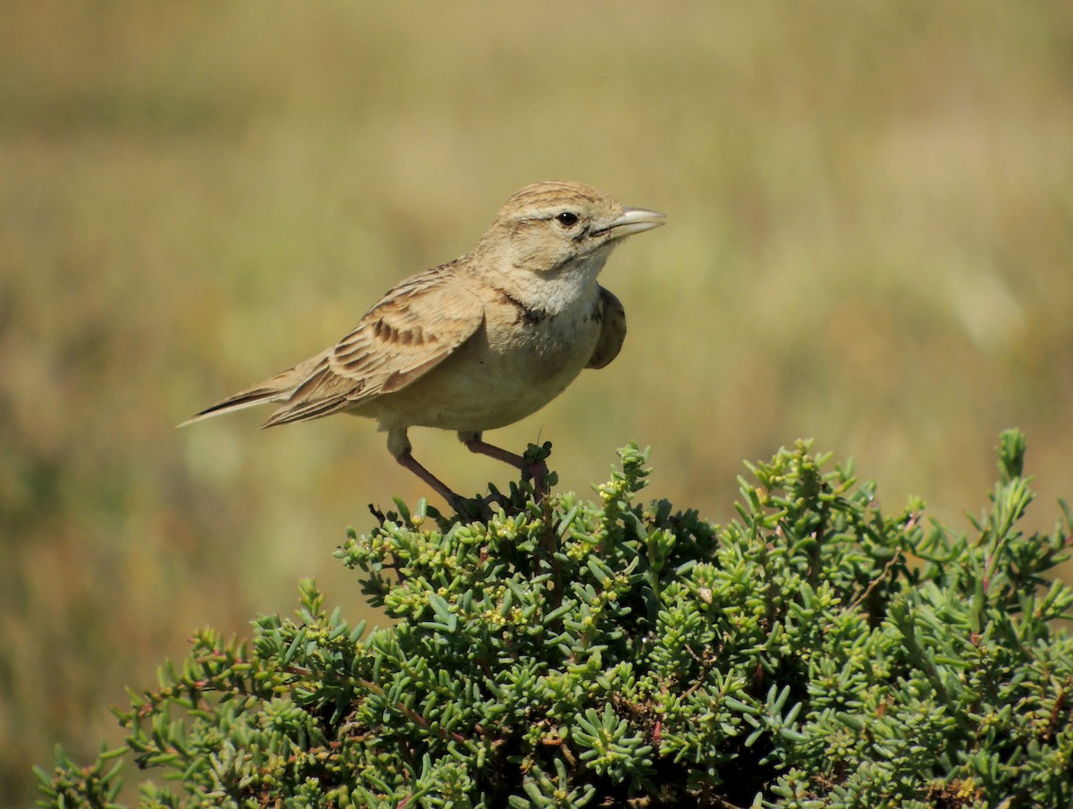 Greater Short-toed Lark - ML638228279