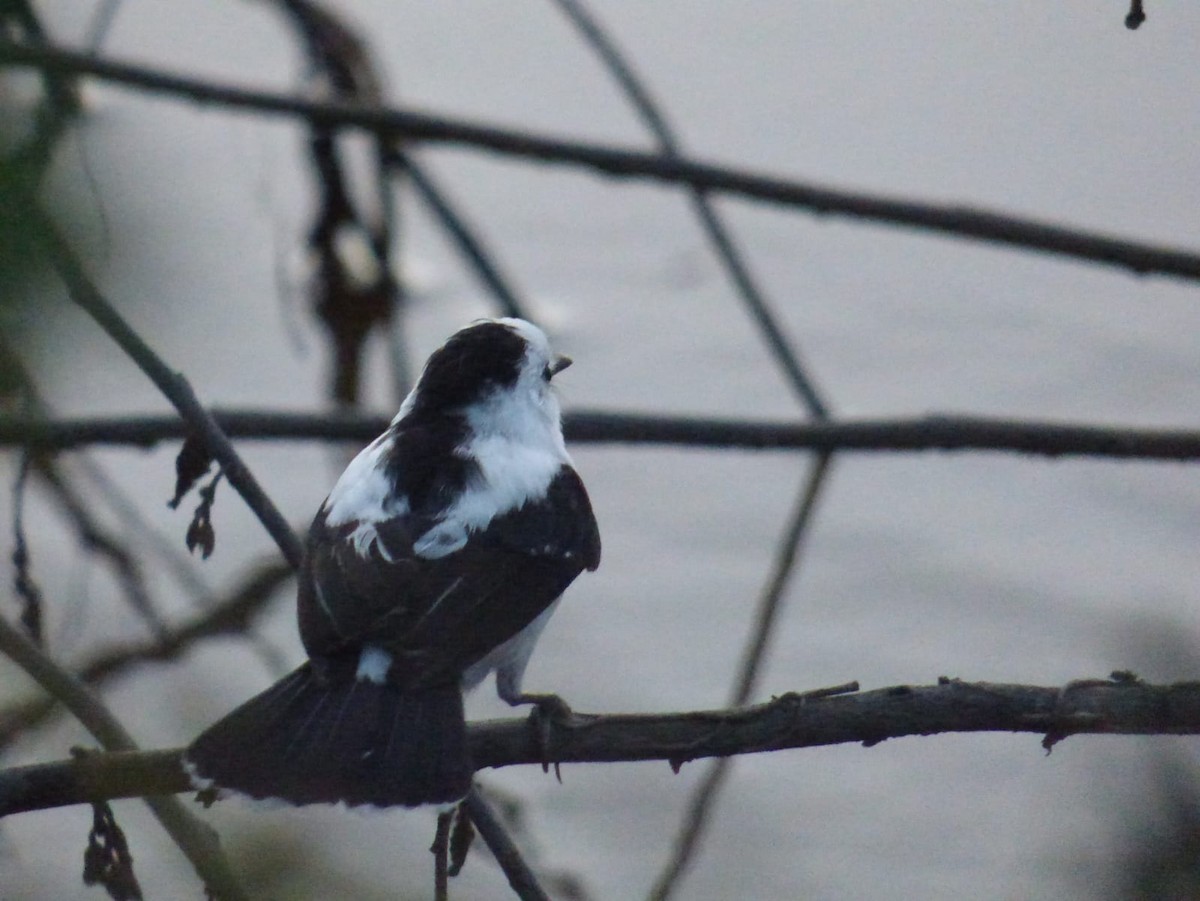 Pied Water-Tyrant - ML638228296