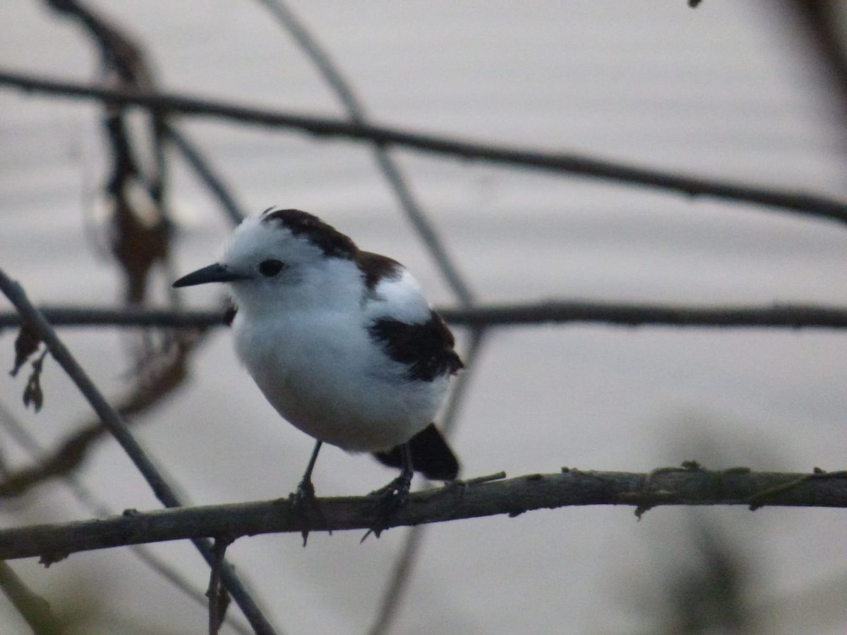 Pied Water-Tyrant - ML638228298