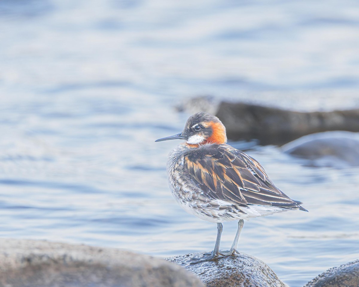 Red-necked Phalarope - ML638228299