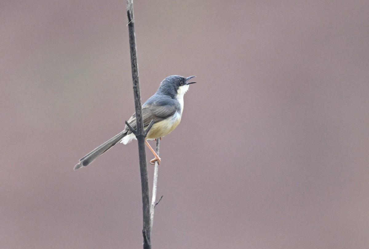 Ashy Prinia - ML638228311